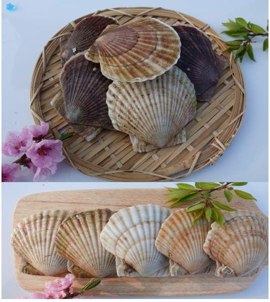 冷冻日本扇贝(600克,4-5个)